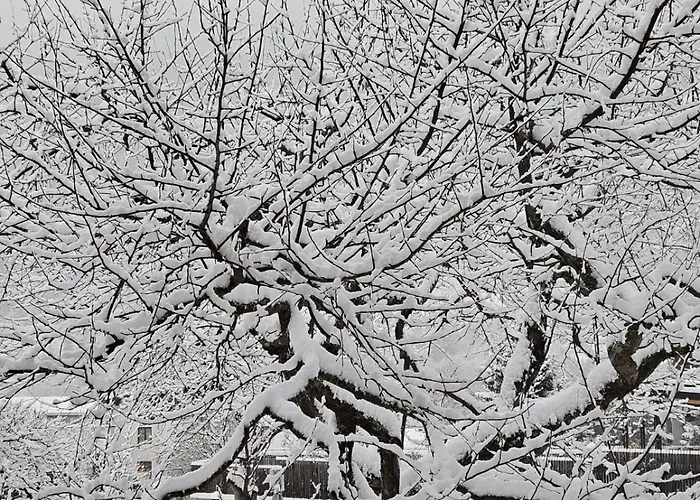 Montana * ريد إم أوبيرينتال